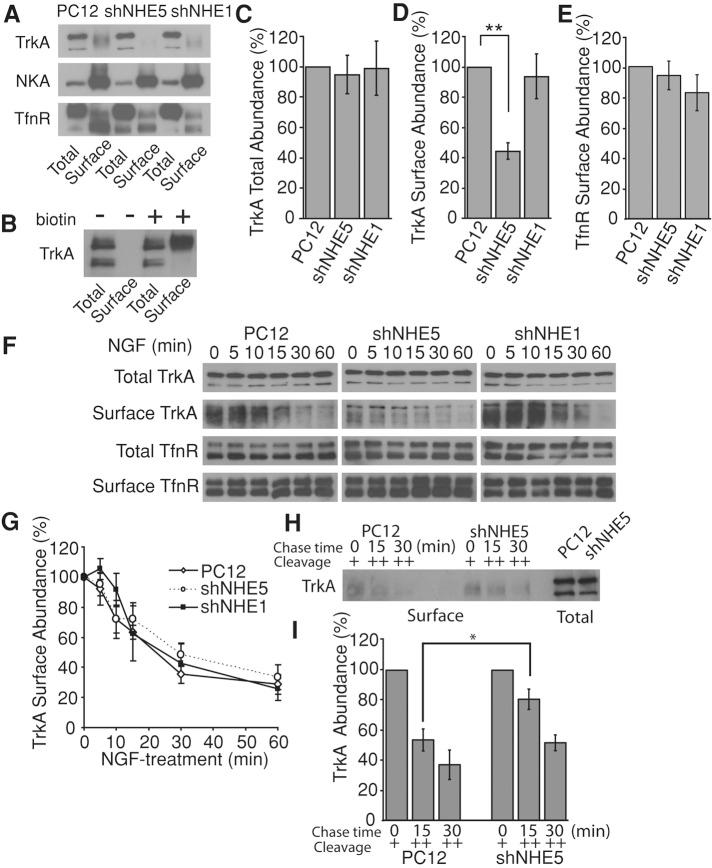 https://cdn.ncbi.nlm.nih.gov/pmc/blobs/2c3b/3814139/e36a6bde6a33/3435fig4.jpg