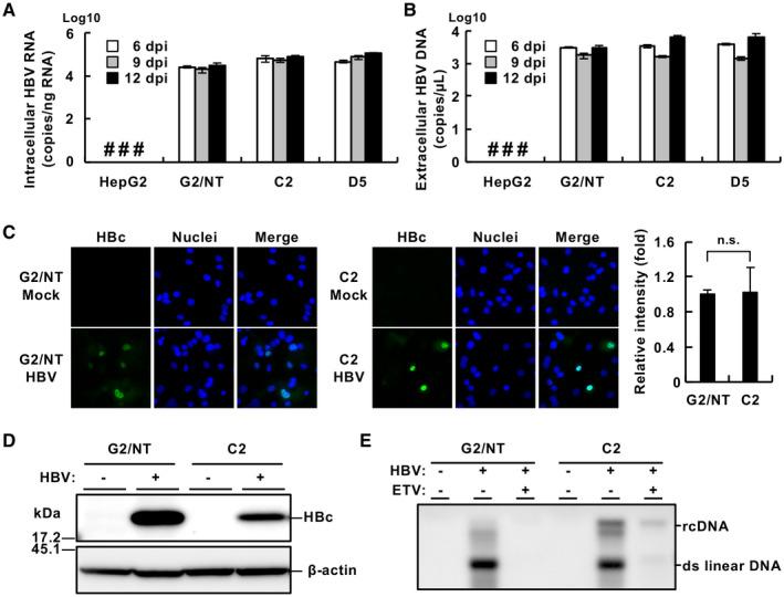 https://cdn.ncbi.nlm.nih.gov/pmc/blobs/2c3d/8034569/59e99f938481/HEP4-5-634-g008.jpg