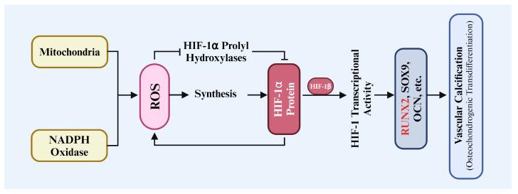 https://cdn.ncbi.nlm.nih.gov/pmc/blobs/2c3e/11674127/08088539e17f/biomolecules-14-01592-g002.jpg