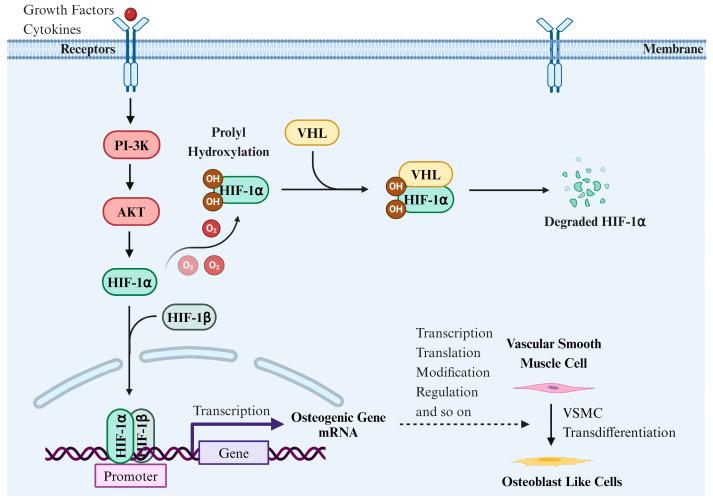 https://cdn.ncbi.nlm.nih.gov/pmc/blobs/2c3e/11674127/1ba4dd7e6f8b/biomolecules-14-01592-g006.jpg