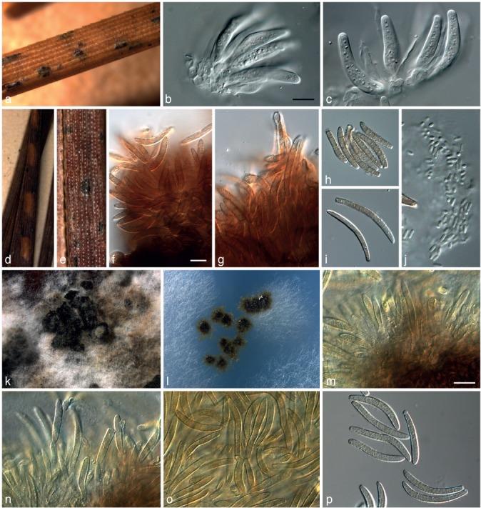 https://cdn.ncbi.nlm.nih.gov/pmc/blobs/2c48/3589787/4e2b34da5dac/per-29-101-g003.jpg