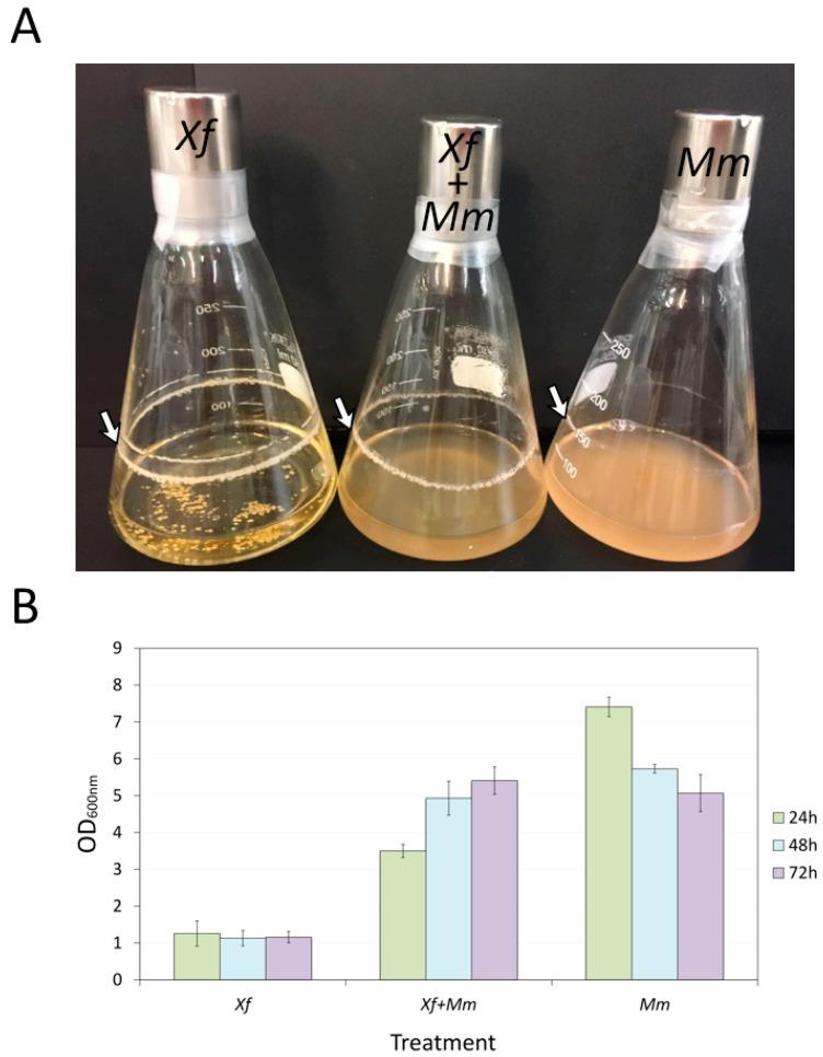https://cdn.ncbi.nlm.nih.gov/pmc/blobs/2c4a/10673610/1b665c3900af/microorganisms-11-02755-g001.jpg