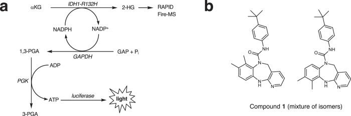 https://cdn.ncbi.nlm.nih.gov/pmc/blobs/2c4c/11385386/b996d1adf1ea/41467_2024_51692_Fig1_HTML.jpg