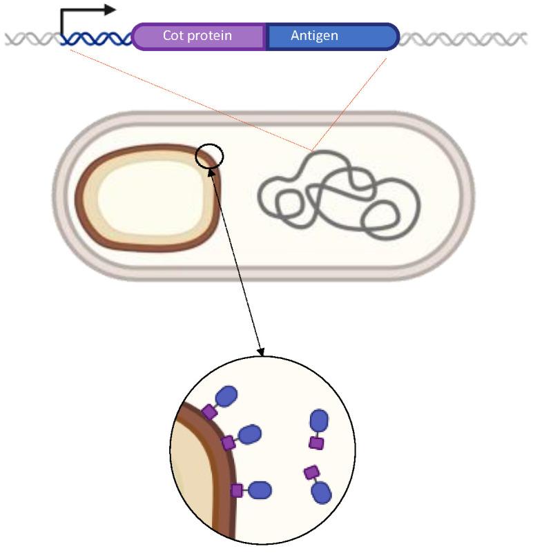 https://cdn.ncbi.nlm.nih.gov/pmc/blobs/2c4d/10341597/99b371aba969/ijms-24-10880-g003.jpg