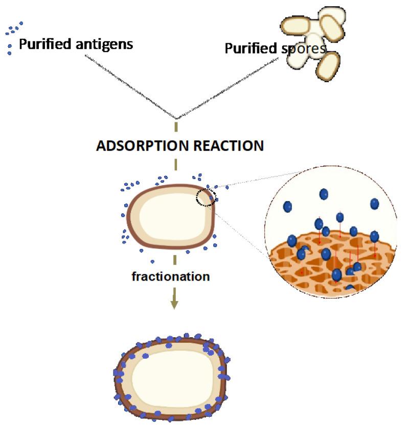 https://cdn.ncbi.nlm.nih.gov/pmc/blobs/2c4d/10341597/c0ed102a18ea/ijms-24-10880-g004.jpg