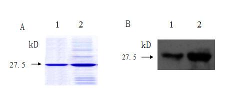 https://cdn.ncbi.nlm.nih.gov/pmc/blobs/2c4f/2931487/d15c71f0cfbc/1471-2407-10-429-1.jpg