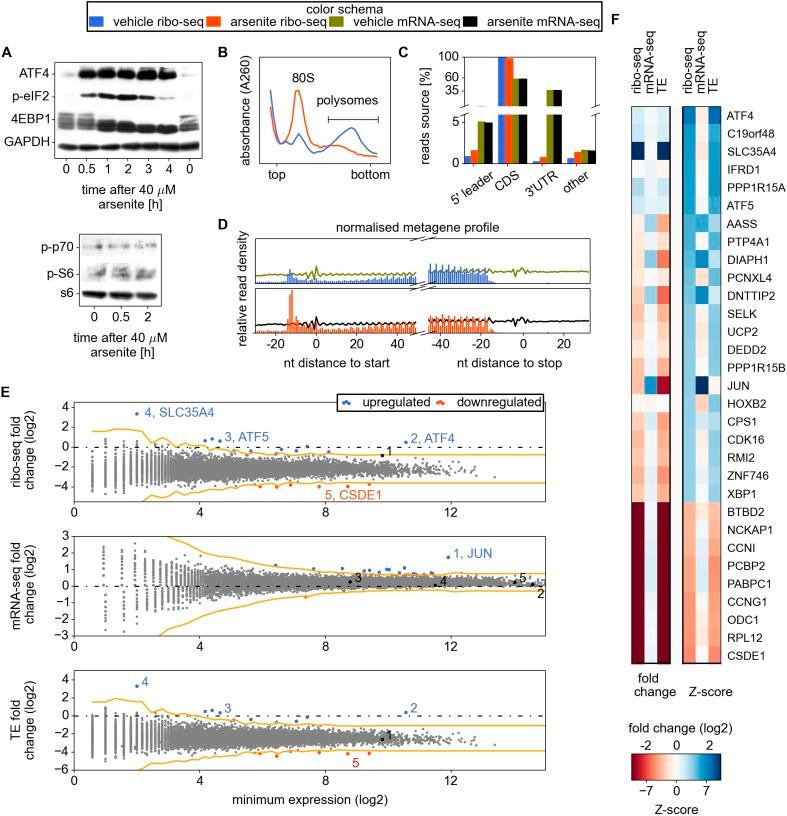 https://cdn.ncbi.nlm.nih.gov/pmc/blobs/2c4f/4383229/af3a1172fcca/elife03971f001.jpg