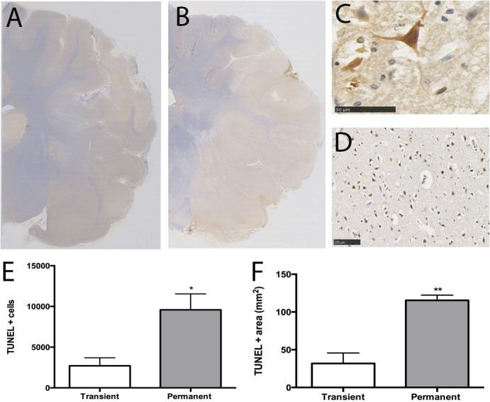 https://cdn.ncbi.nlm.nih.gov/pmc/blobs/2c50/4486455/6db17c77723f/pone.0130512.g007.jpg