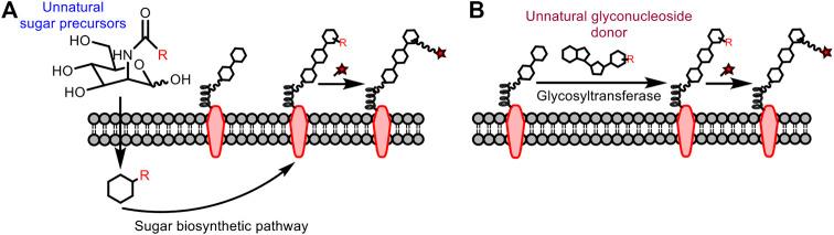 https://cdn.ncbi.nlm.nih.gov/pmc/blobs/2c50/8117350/42a63f519def/fchem-09-670751-g011.jpg