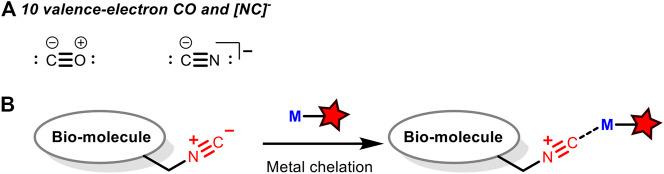 https://cdn.ncbi.nlm.nih.gov/pmc/blobs/2c50/8117350/9051970a61dc/fchem-09-670751-g008.jpg