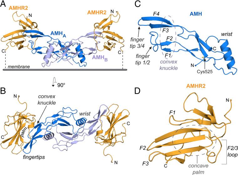 https://cdn.ncbi.nlm.nih.gov/pmc/blobs/2c50/8256043/a446fe8bf8ec/pnas.2104809118fig01.jpg