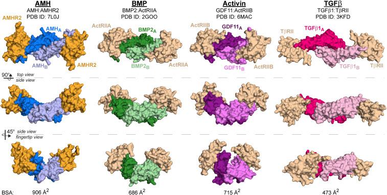 https://cdn.ncbi.nlm.nih.gov/pmc/blobs/2c50/8256043/b5c193fe68ef/pnas.2104809118fig06.jpg