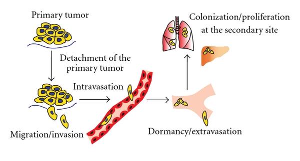 https://cdn.ncbi.nlm.nih.gov/pmc/blobs/2c53/3262604/1814cf034199/IJBC2012-670632.001.jpg