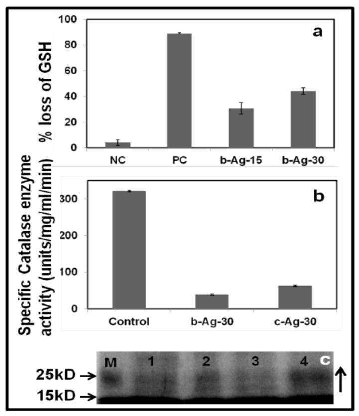 https://cdn.ncbi.nlm.nih.gov/pmc/blobs/2c56/3915094/153df95947c4/thnov04p0316g004.jpg