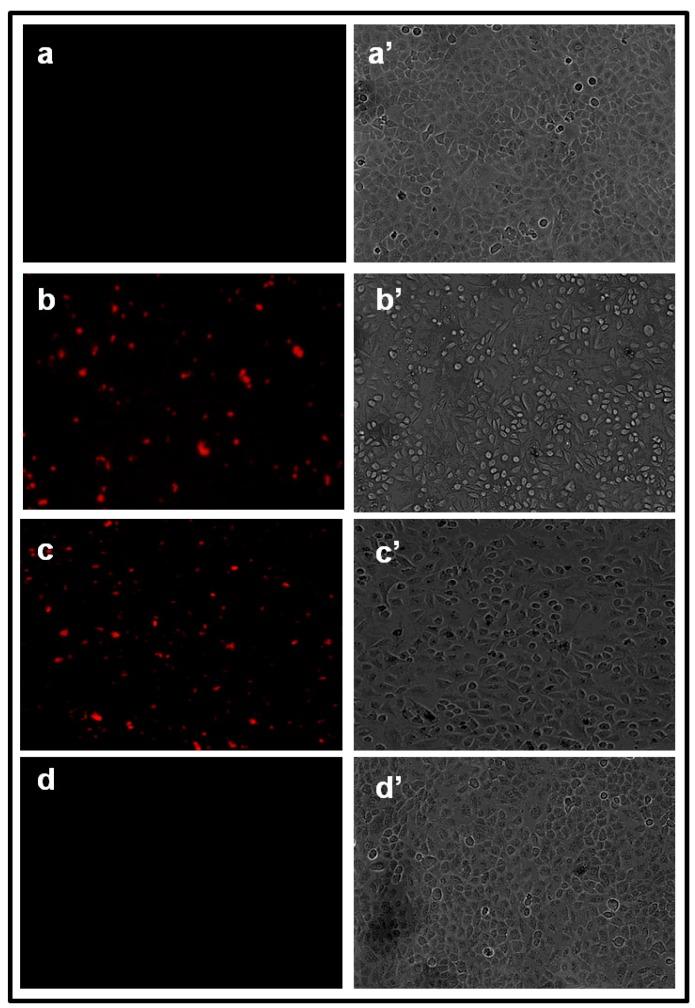 https://cdn.ncbi.nlm.nih.gov/pmc/blobs/2c56/3915094/2f248af2b5f7/thnov04p0316g013.jpg