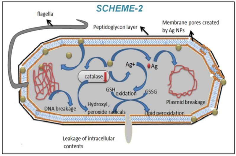 https://cdn.ncbi.nlm.nih.gov/pmc/blobs/2c56/3915094/ab47f9902446/thnov04p0316g005.jpg