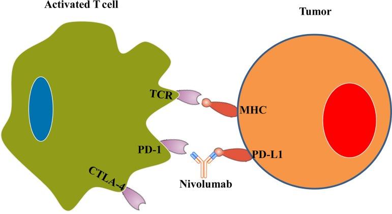 https://cdn.ncbi.nlm.nih.gov/pmc/blobs/2c57/5634777/5bf4ca1281a3/onco12213-fig-0001.jpg