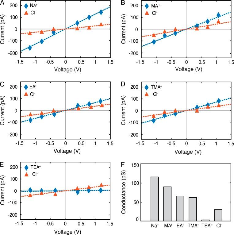 https://cdn.ncbi.nlm.nih.gov/pmc/blobs/2c57/6028499/92634ce1a1b3/JGP_201711868_Fig11.jpg