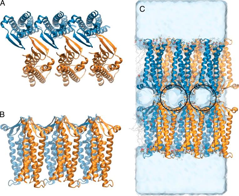 https://cdn.ncbi.nlm.nih.gov/pmc/blobs/2c57/6028499/f3dec619d577/JGP_201711868_Fig1.jpg