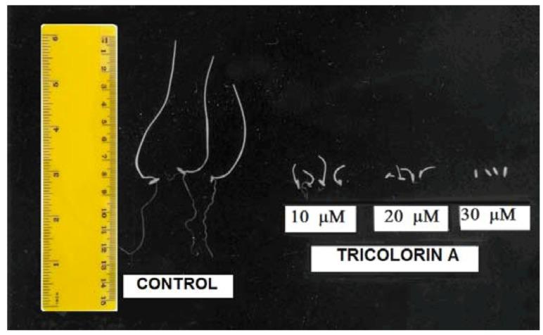 https://cdn.ncbi.nlm.nih.gov/pmc/blobs/2c59/6270405/6f3cfa34d191/molecules-18-00778-g003.jpg