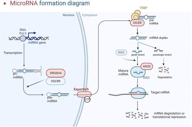 https://cdn.ncbi.nlm.nih.gov/pmc/blobs/2c5d/10701263/173ffb1debcb/fphys-14-1283597-g002.jpg