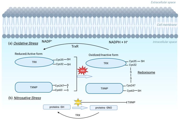https://cdn.ncbi.nlm.nih.gov/pmc/blobs/2c63/12195283/7f7101c52127/metabolites-15-00351-g002.jpg