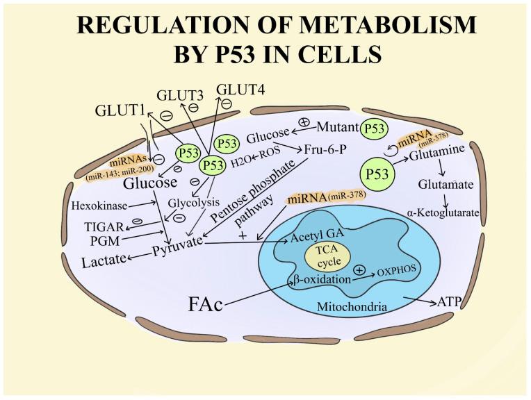 https://cdn.ncbi.nlm.nih.gov/pmc/blobs/2c67/11172077/2013f8b9da86/ijms-25-05846-g002.jpg