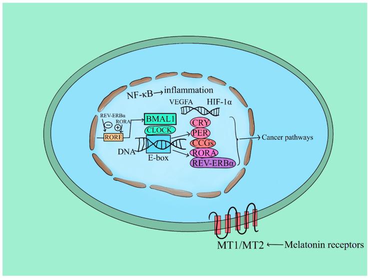 https://cdn.ncbi.nlm.nih.gov/pmc/blobs/2c67/11172077/700ab6828b50/ijms-25-05846-g004.jpg