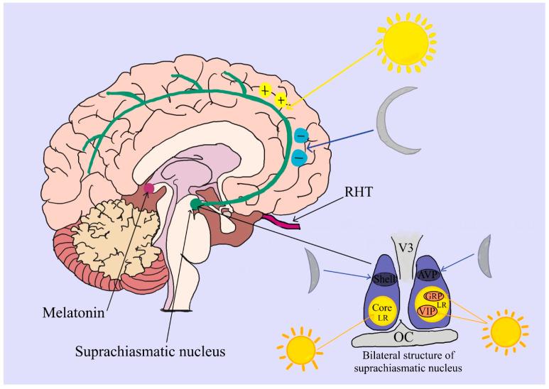 https://cdn.ncbi.nlm.nih.gov/pmc/blobs/2c67/11172077/747873f7cd58/ijms-25-05846-g001.jpg