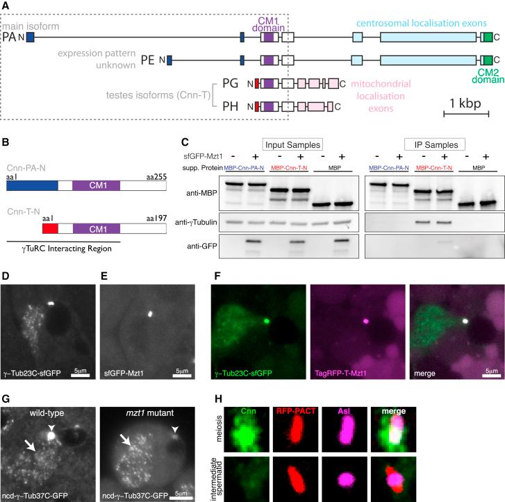 https://cdn.ncbi.nlm.nih.gov/pmc/blobs/2c6b/6065531/770dba1e61eb/gr4.jpg