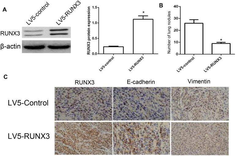 https://cdn.ncbi.nlm.nih.gov/pmc/blobs/2c6c/5617438/07c253d2c2af/oncotarget-08-61475-g003.jpg