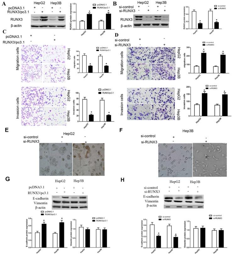 https://cdn.ncbi.nlm.nih.gov/pmc/blobs/2c6c/5617438/dc76bc621428/oncotarget-08-61475-g002.jpg