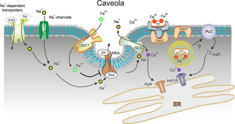 https://cdn.ncbi.nlm.nih.gov/pmc/blobs/2c6c/8100120/e2fbbbaf3aa8/42003_2021_2060_Fig7_HTML.jpg