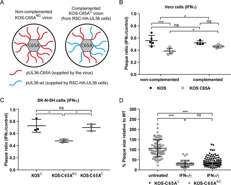 https://cdn.ncbi.nlm.nih.gov/pmc/blobs/2c72/9683058/30a81c825cd0/jvi.00963-22-f005.jpg