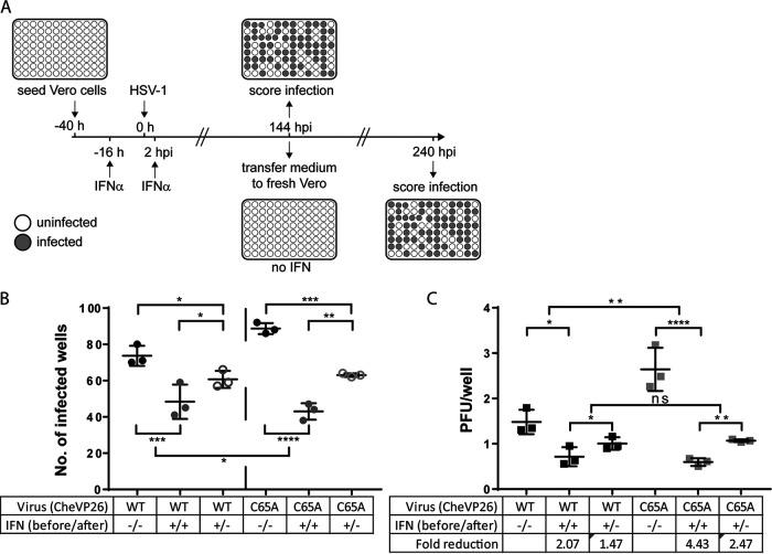 https://cdn.ncbi.nlm.nih.gov/pmc/blobs/2c72/9683058/a6a60076320e/jvi.00963-22-f006.jpg