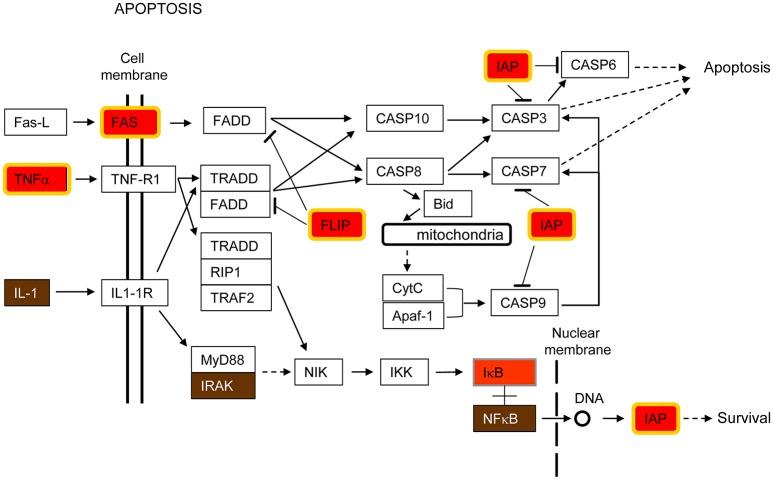 https://cdn.ncbi.nlm.nih.gov/pmc/blobs/2c73/5331050/94611d9a9636/fmicb-08-00276-g0002.jpg