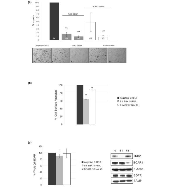 https://cdn.ncbi.nlm.nih.gov/pmc/blobs/2c74/2397538/f7bb61b18e24/bcr2087-5.jpg
