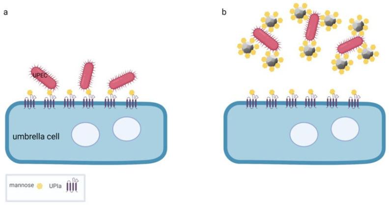 https://cdn.ncbi.nlm.nih.gov/pmc/blobs/2c80/9329713/ee79eaebbc90/ijms-23-08183-g004.jpg