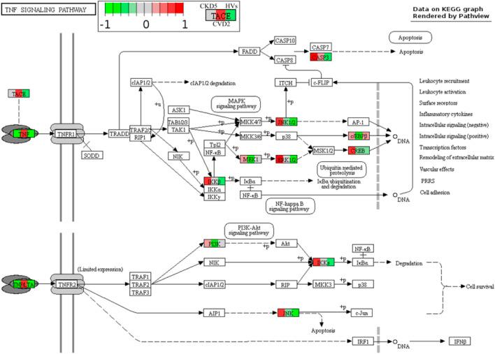 https://cdn.ncbi.nlm.nih.gov/pmc/blobs/2c81/10882078/77531ec19812/fmolb-11-1229648-g007.jpg