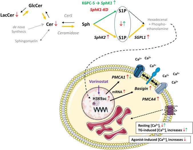 https://cdn.ncbi.nlm.nih.gov/pmc/blobs/2c82/11582158/f4eb757e18d9/424_2024_3027_Fig11_HTML.jpg