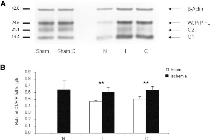 https://cdn.ncbi.nlm.nih.gov/pmc/blobs/2c82/8095565/d280d7f5b01e/BPA-17-174-g001.jpg