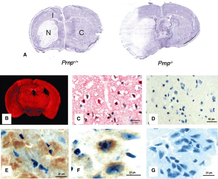https://cdn.ncbi.nlm.nih.gov/pmc/blobs/2c82/8095565/ea1aa3d03d8c/BPA-17-174-g004.jpg