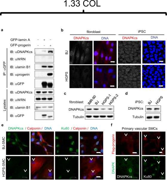 https://cdn.ncbi.nlm.nih.gov/pmc/blobs/2c85/3088088/15e962ae6ea3/nihms-269265-f0004.jpg