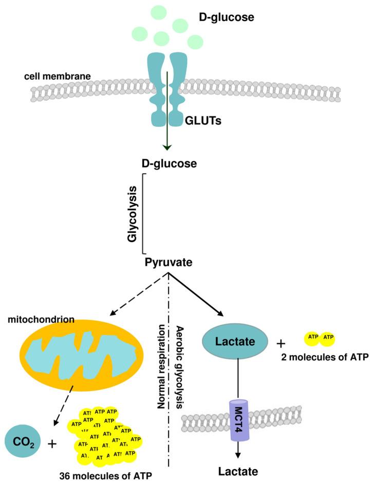 https://cdn.ncbi.nlm.nih.gov/pmc/blobs/2c86/10975218/89cb7a0df61e/molecules-29-01298-g001.jpg