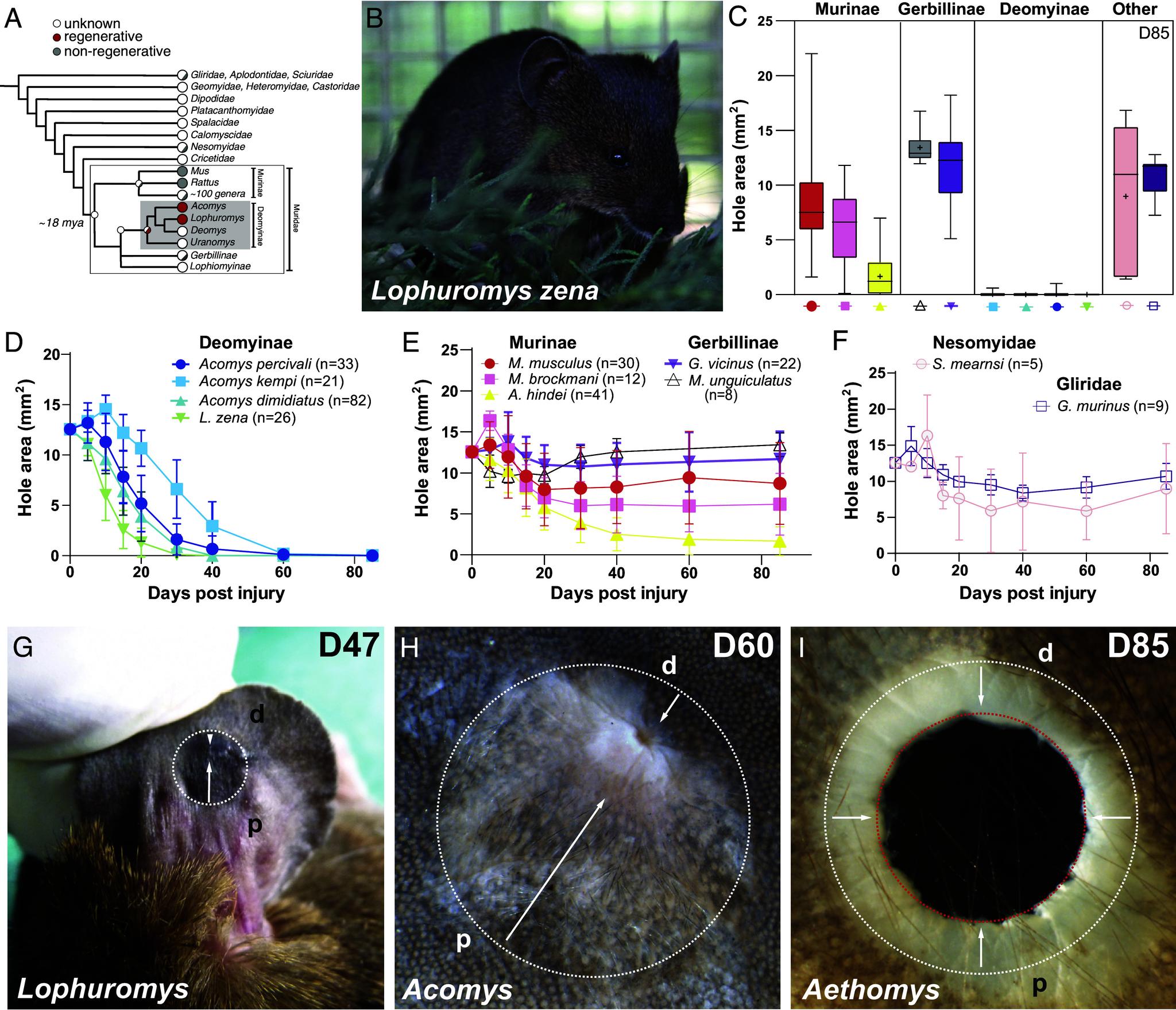 https://cdn.ncbi.nlm.nih.gov/pmc/blobs/2c86/11725941/35fbe63d549f/pnas.2420726122fig01.jpg