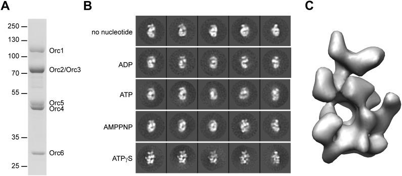 https://cdn.ncbi.nlm.nih.gov/pmc/blobs/2c86/3791464/5316e511fcb4/elife00882f001.jpg