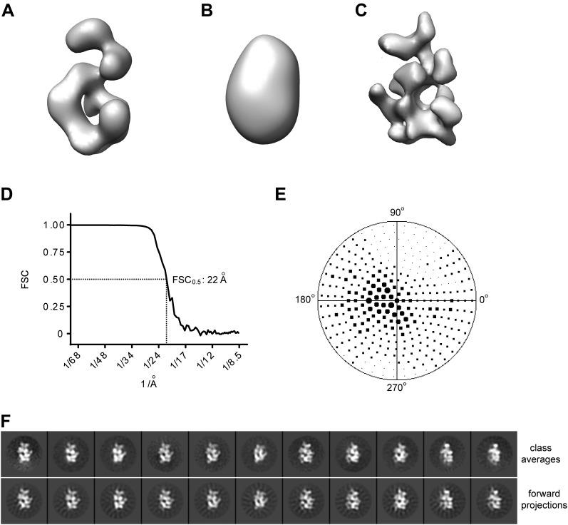 https://cdn.ncbi.nlm.nih.gov/pmc/blobs/2c86/3791464/5b03938a0d6b/elife00882fs002.jpg