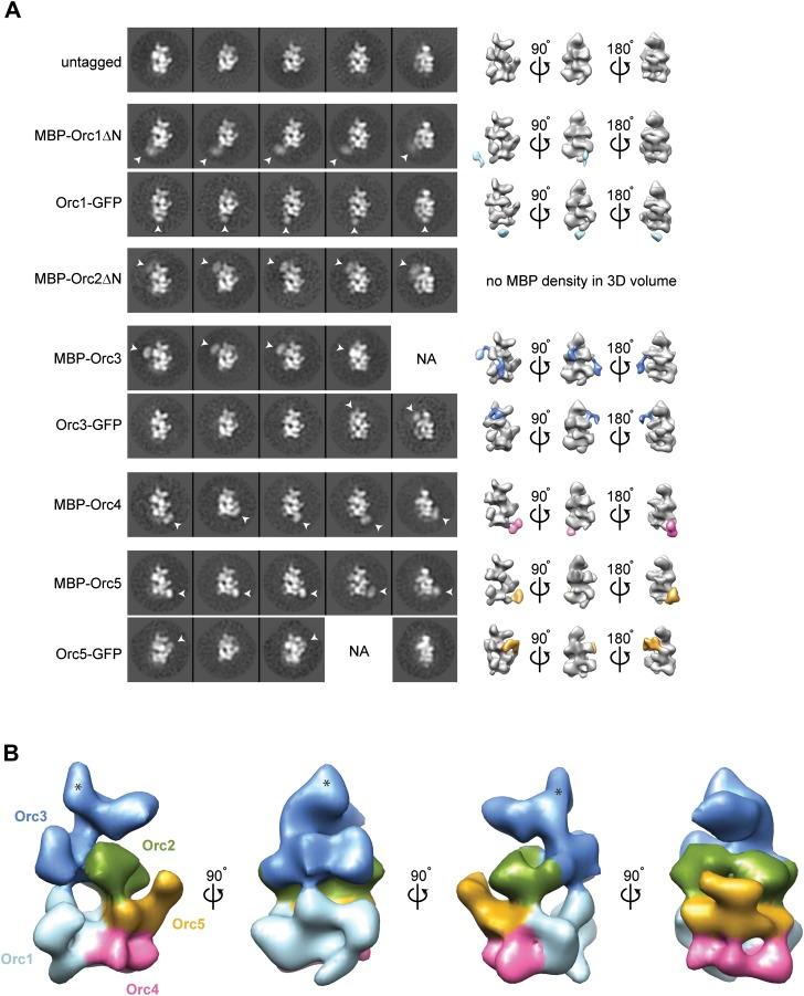 https://cdn.ncbi.nlm.nih.gov/pmc/blobs/2c86/3791464/ac4f72397f82/elife00882f002.jpg