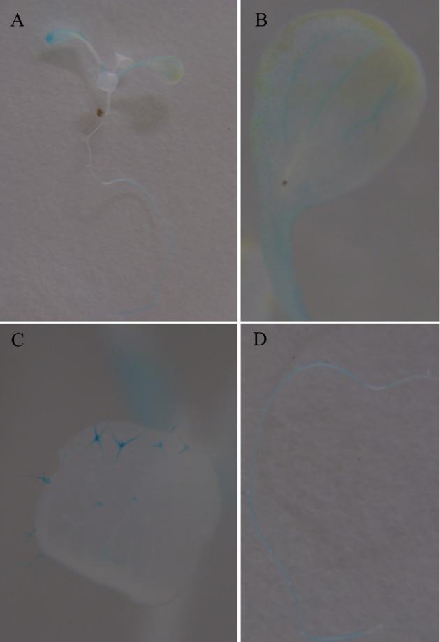 https://cdn.ncbi.nlm.nih.gov/pmc/blobs/2c87/5159421/25898bacf798/fpls-07-01894-g0002.jpg