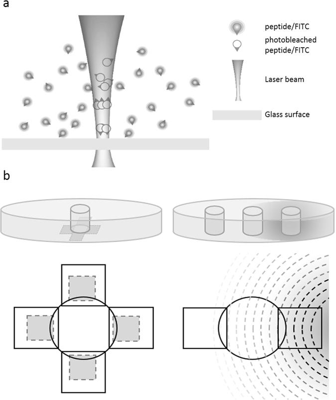 https://cdn.ncbi.nlm.nih.gov/pmc/blobs/2c88/5460230/4681e1c5a54b/41598_2017_2993_Fig1_HTML.jpg